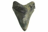 Serrated, Fossil Megalodon Tooth - Georgia #338675-1